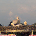 20_35-mast.jpg
