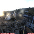 20_35-nest.jpg