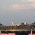 20_40-mast.jpg