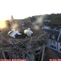 20_45-nest.jpg