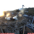 20_50-nest.jpg