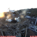 20_55-nest.jpg