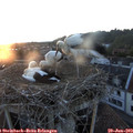 21_00-nest.jpg