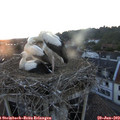 21_05-nest.jpg