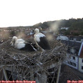 21_10-nest.jpg