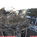 21_15-nest.jpg