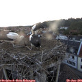 21_20-nest.jpg