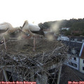 21_25-nest.jpg