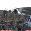 05_25-nest.jpg