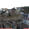 05_30-nest.jpg