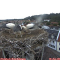 05_35-nest.jpg