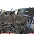 05_40-nest.jpg