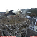 05_45-nest.jpg