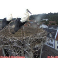 05_50-nest.jpg