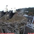 05_55-nest.jpg