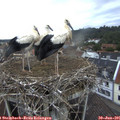 06_05-nest.jpg