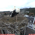 06_10-nest.jpg