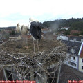 06_15-nest.jpg