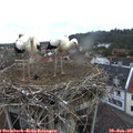 06_20-nest.jpg
