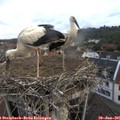 06_25-nest.jpg