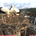 06_30-nest.jpg