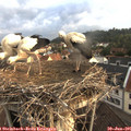 06_35-nest.jpg
