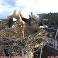06_45-nest.jpg