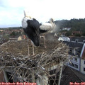 06_50-nest.jpg