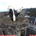 06_55-nest.jpg