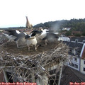 07_00-nest.jpg