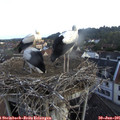 07_10-nest.jpg