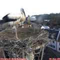 07_15-nest.jpg