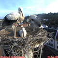 07_20-nest.jpg