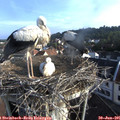 07_25-nest.jpg