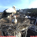 07_30-nest.jpg