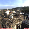 07_35-nest.jpg