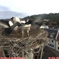 07_50-nest.jpg