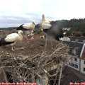 07_55-nest.jpg