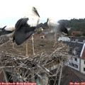 08_00-nest.jpg