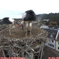 08_05-nest.jpg
