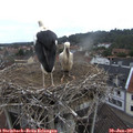08_10-nest.jpg