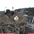 08_15-nest.jpg
