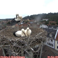 08_20-nest.jpg