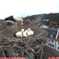 08_25-nest.jpg