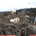 08_30-nest.jpg