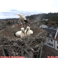 08_35-nest.jpg