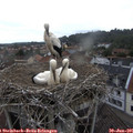 08_40-nest.jpg