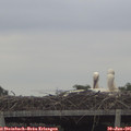 08_45-mast.jpg