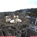 08_45-nest.jpg