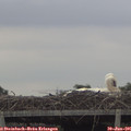 08_50-mast.jpg